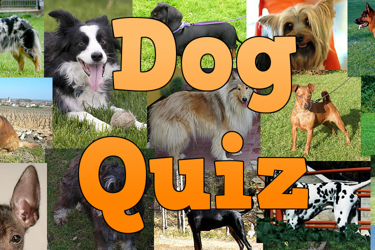 Dog Breeds Quiz