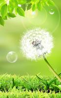 Dandelion Live Wallpaper