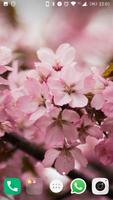 Cherry Blossom Wallpapers