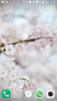 Cherry Blossom Wallpapers