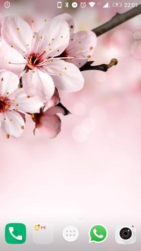 Cherry Blossom Wallpapers