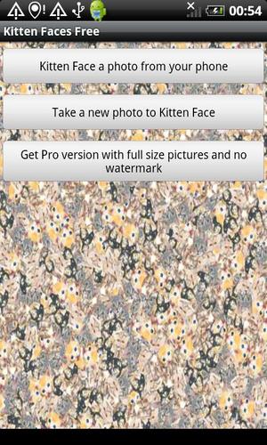 Kitten Faces Free