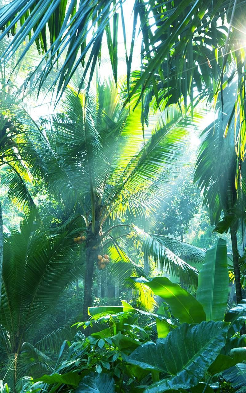 Jungle Live Wallpaper