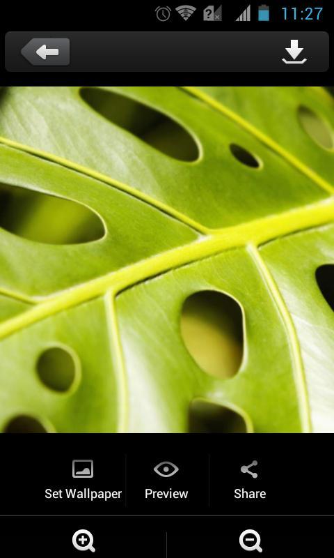 Green Leaves Theme