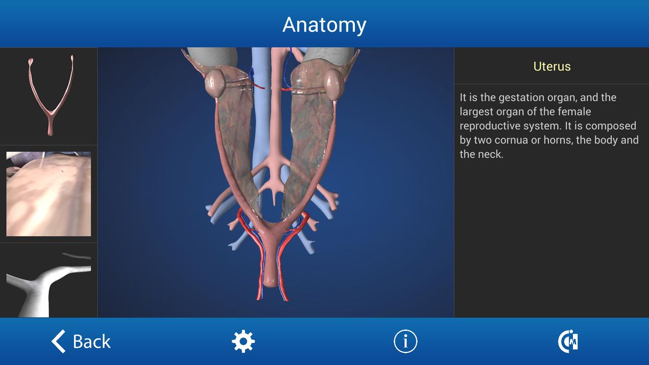 Ovariectomy in Dogs (Free)