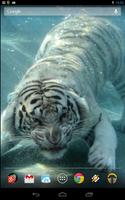 Underwater Tiger