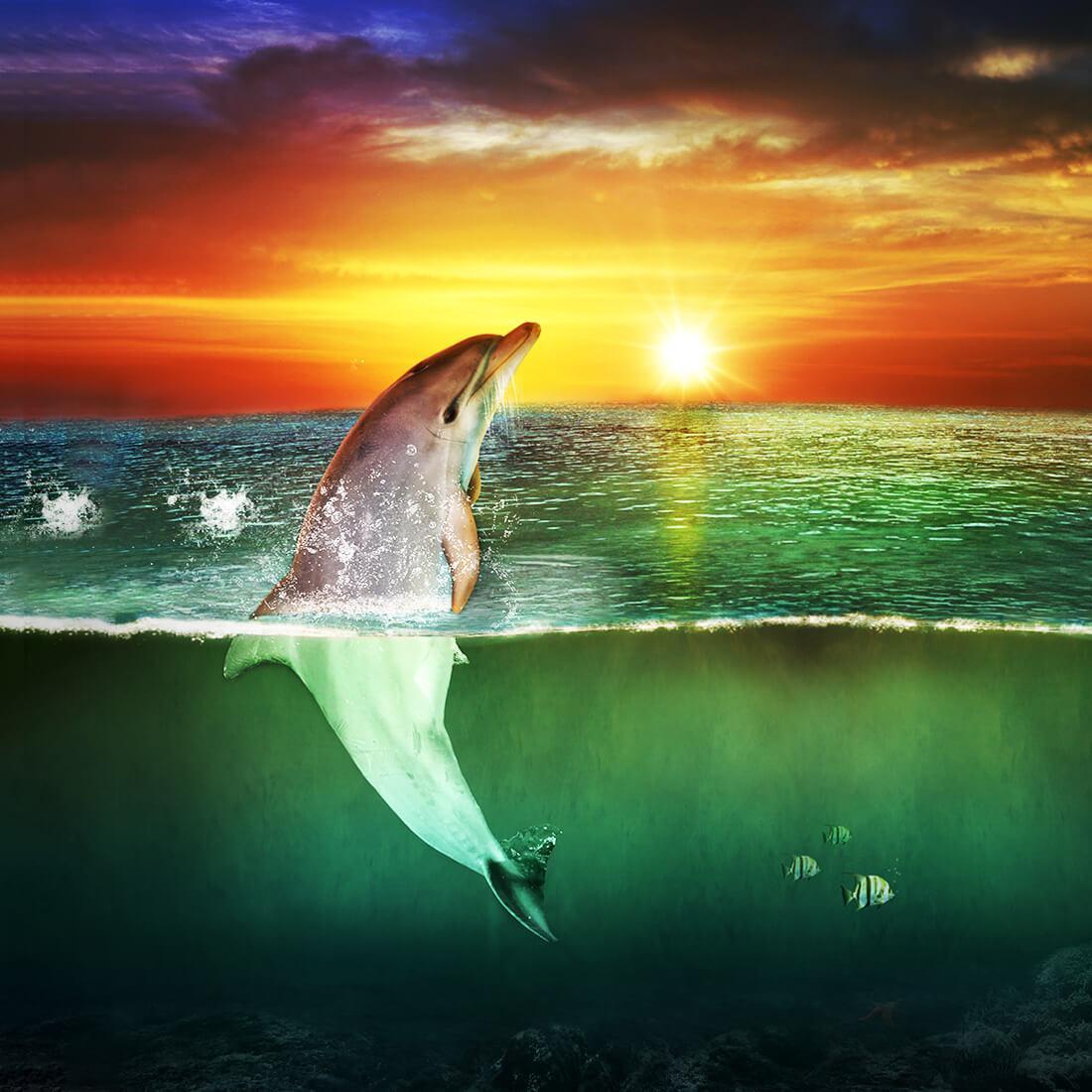 Sea Dolphin Live Wallpaper