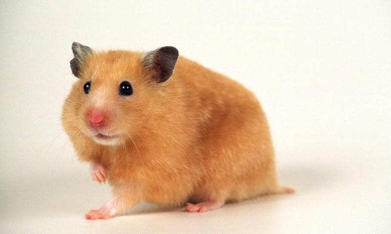 Hamster wallpapers