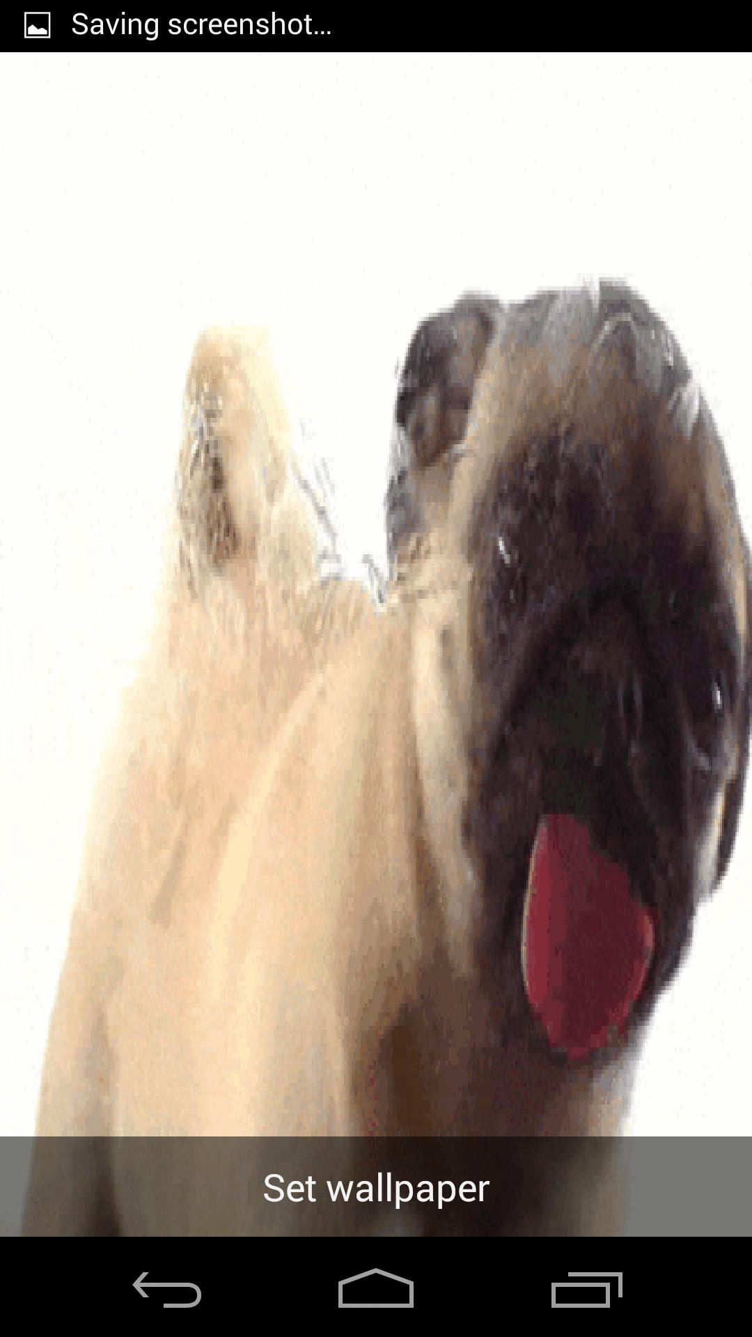 Pug Licking Live Wallpaper