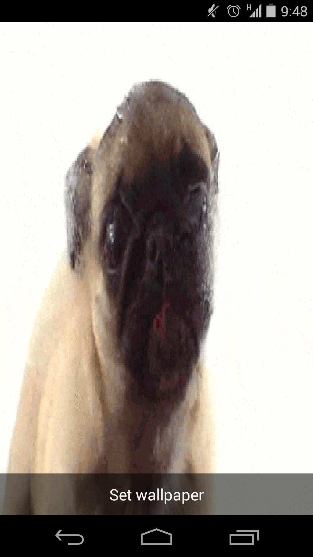 Pug Licking Live Wallpaper