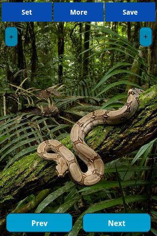 Amazon wallpapers