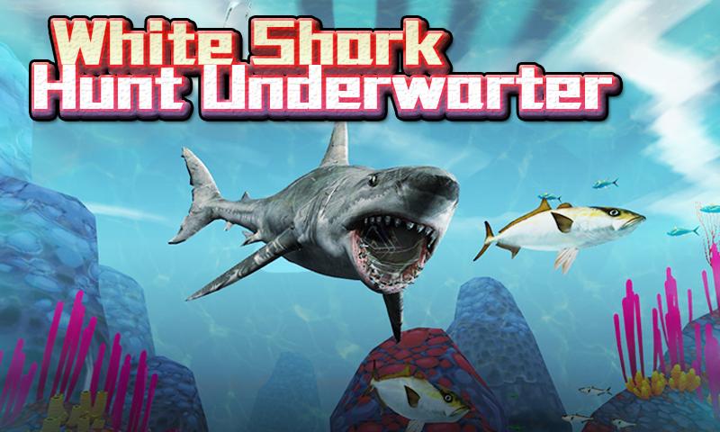 White Shark Hunt Underwarter