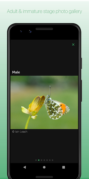 iRecord Butterflies