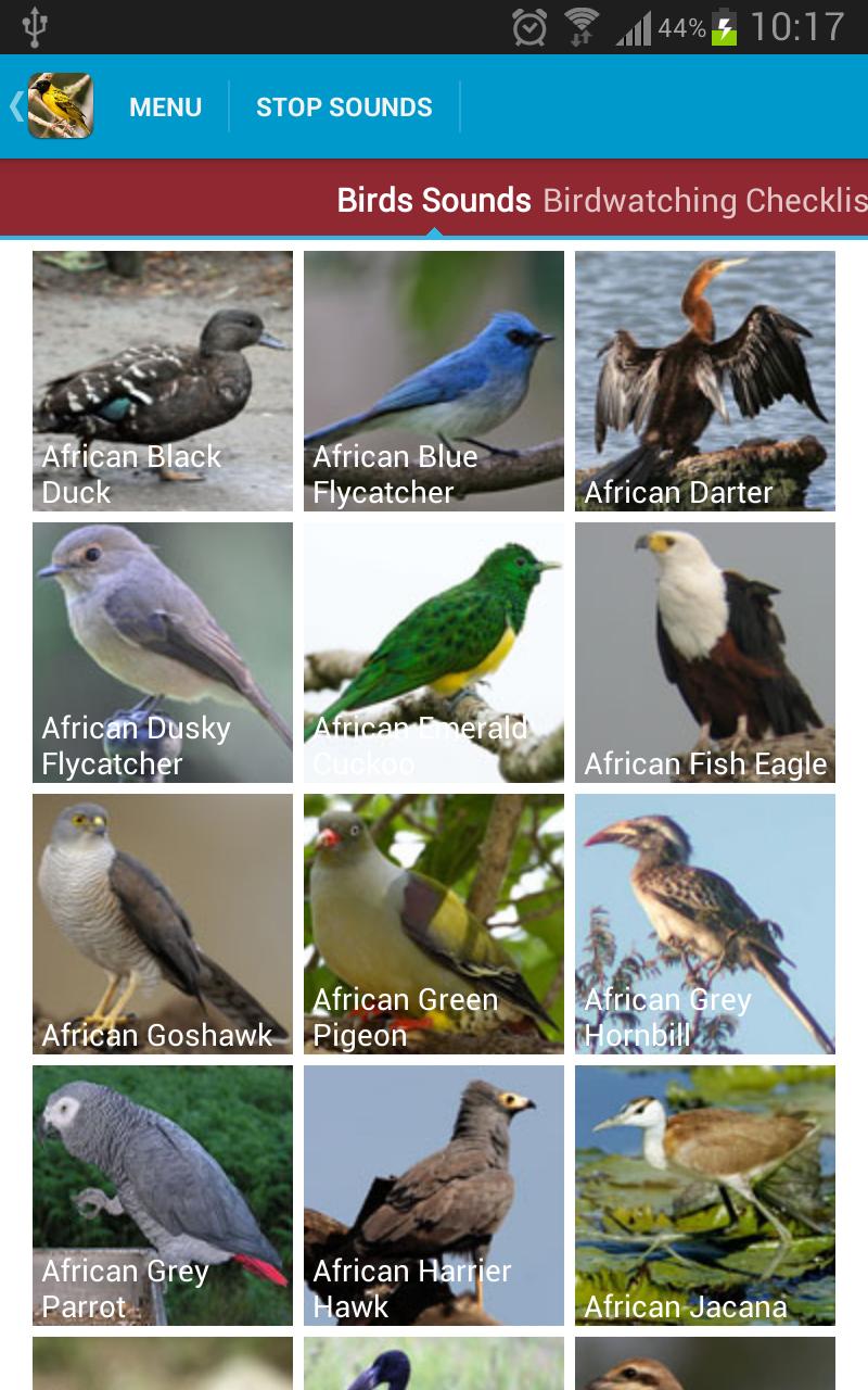 African Birds Sounds Free