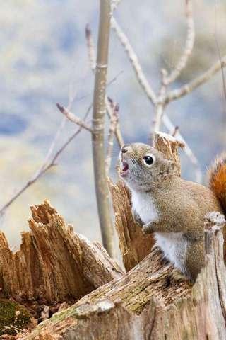 Squirrel Puzzle