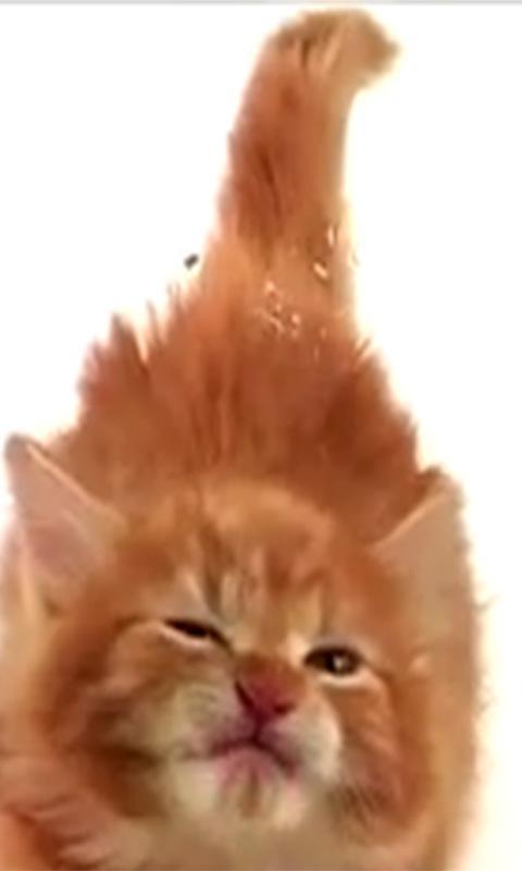 Cat Lick Screen Live wallpaper