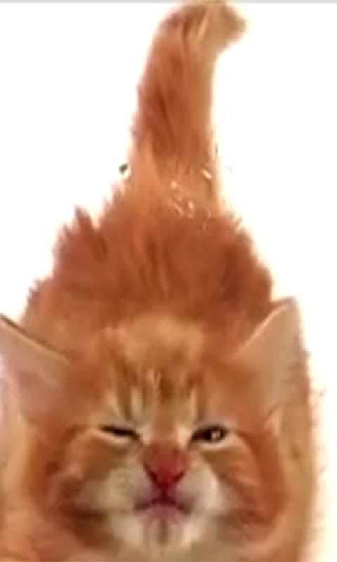 Cat Lick Screen Live wallpaper