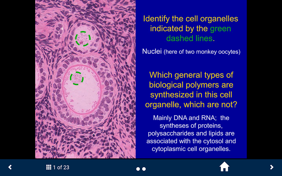 Basic Tissues