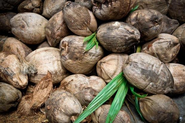 Coconut Oil Uses