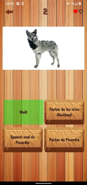 Guess dog breed