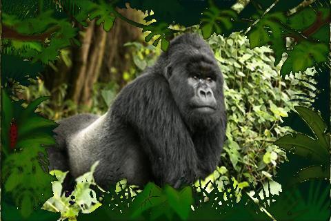 Gorilla