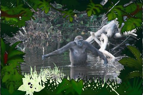 Gorilla