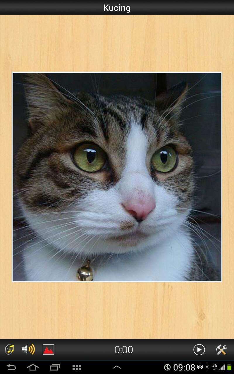Best Cats game