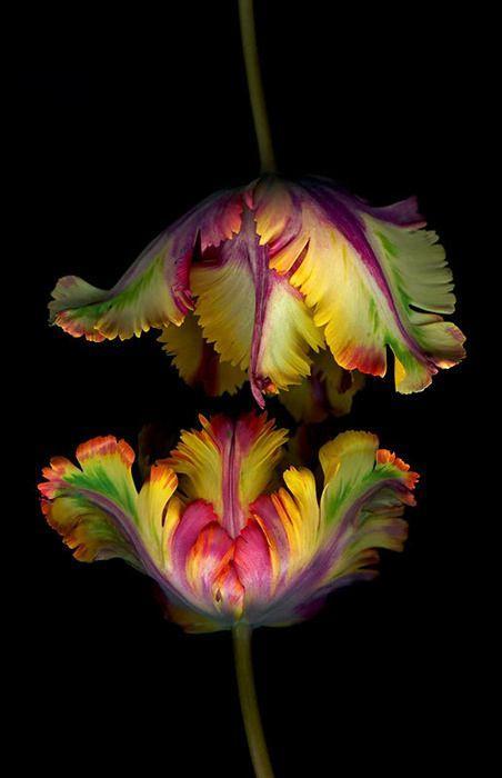 Exotic Flowers